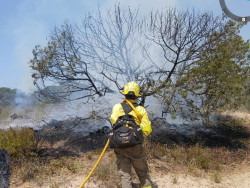 La Estaci&oacute;n Biol&oacute;gica es optimista ante la recuperaci&oacute;n en Do&ntilde;ana pero ve "pronto" analizar el impacto del fuego