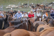 La Feria de Ganado de Puentenansa re&uacute;ne 1.400 animales de 20 municipios