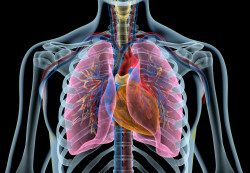 La funci&oacute;n pulmonar no parece verse afectada tras la infecci&oacute;n por COVID-19 en adultos j&oacute;venes, ni&ntilde;os y adolescentes