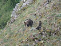 La Fundación Oso Pardo inicia un proyecto de recuperación de castañares en áreas oseras
