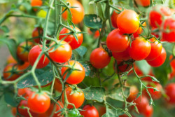 La nutrici&oacute;n actualizada.  Por Alfonso Campuzano  