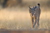 La poblaci&oacute;n de lince ib&eacute;rico alcanz&oacute; su nuevo m&aacute;ximo con 2.663 ejemplares en 2025, un 10,9% m&aacute;s que el a&ntilde;o anterior