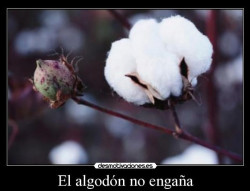 La prueba del algod&oacute;n