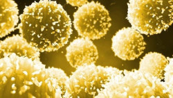 La vitamina C es un ingrediente clave para la funci&oacute;n de las c&eacute;lulas inmunitarias