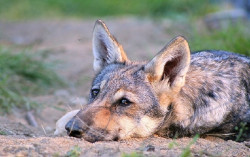 La Xunta llama al Gobierno a acatar el criterio de la UE sobre el status del lobo y adaptar el nivel de protecci&oacute;n