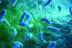 Las bacterias tienen relojes internos que se alinean con el ciclo de vida de 24 horas de la Tierra