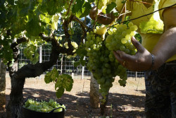 Las bodegas lamentan que varias regiones reduzcan el apoyo a la promoci&oacute;n del vino en este momento cr&iacute;tico