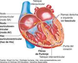 Las c&eacute;lulas progenitoras card&iacute;acas pueden generar tejido sano tras un infarto, seg&uacute;n un estudio