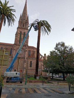 Las palmeras de la iglesia de La Asunci&oacute;n de Torrelavega sufren la plaga de picudo rojo