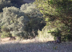 Los esfuerzos para salvar al lince pasan por recuperar al conejo de monte, clave en su dieta y en riesgo de extinción