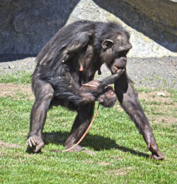 Los humanos se deshicieron de las caderas giratorias para dar una zancada m&aacute;s corta que los chimpanc&eacute;s