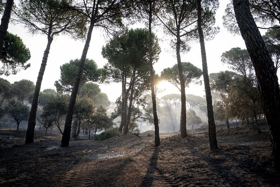 Los incendios de Madrid, &Aacute;vila y Toledo calcinan 77.000 hect&aacute;reas y un per&iacute;metro de 280 kil&oacute;metros