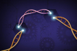 Los investigadores dise&ntilde;an un mini sistema CRISPR que podr&iacute;a ser m&aacute;s f&aacute;cil de introducir en las c&eacute;lulas