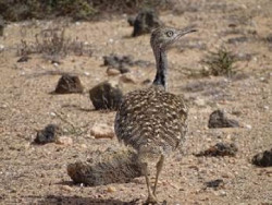 Los machos de hubara canaria se exhiben en carreras alejadas de núcleos urbanos para realizar el cortejo