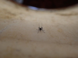 Los mosquitos de la fiebre amarilla desarrollan diferentes estrategias para resistir a los pesticidas