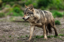 Más de 300 organizaciones exigen a la Unión Europea "reforzar la protección del lobo, no reducirla"