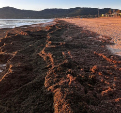 Media insiste en que la limpieza de algas invasoras es competencia del Ministerio para la Transici&oacute;n Ecol&oacute;gica
