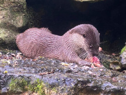 Nace una nutria europea en el Zoo de Santillana, dentro del programa de conservación de especies
