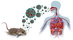 No existe vacunas para el virus Andes (hantavirus) y metemos el virus en Canarias