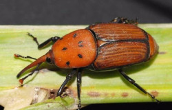 Noja acoger&aacute; el viernes una charla sobre los riesgos y da&ntilde;os del picudo rojo