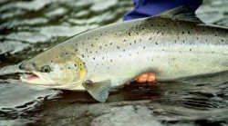  Norcantabric  invertir&aacute; 2,4 millones de euros y crear&aacute; de 5 a 31 puestos de trabajo en Ramales de la Victoria