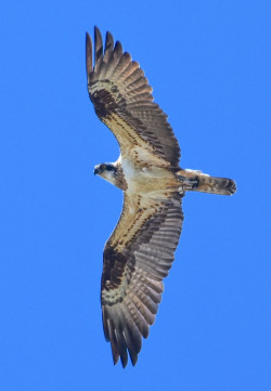 Once ejemplares de águila pescadora pasan el invierno en Cantabria