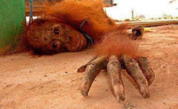 Pony: símbolo de las orangutanes violadas por humanos