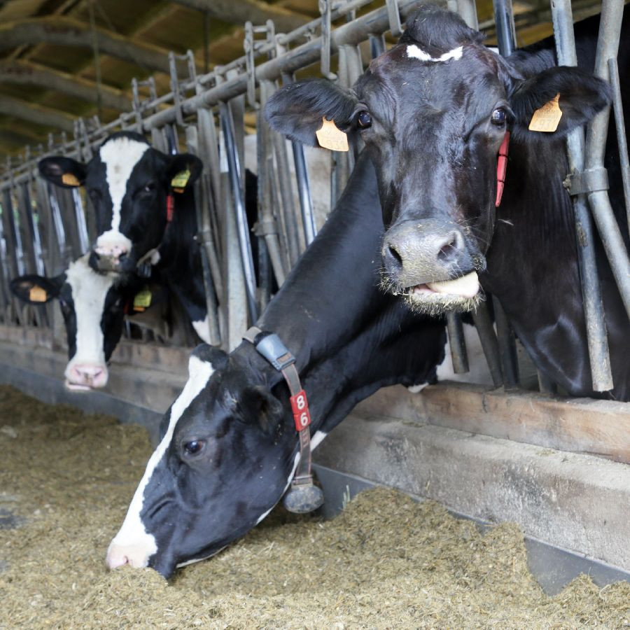  Primer positivo en Cantabria del virus shamonda, detectado en una vaca de una estabulaci&oacute;n de Riotuerto