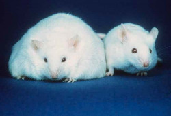Ratones tratados con una citoquina pierden peso "sudando" grasa, seg&uacute;n un estudio