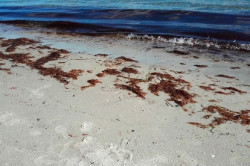 Recogidas otras 300 toneladas de algas asiáticas en las playas de Noja