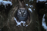 Santander Capital Natural organiza una nueva edici&oacute;n del ciclo de cine documental sobre la fauna salvaje `Pajareros`