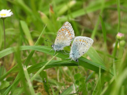 SEO/Birdlife elabora una guía digital sobre la diversidad de las mariposas de Santander