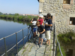 SEO/BirdLife organiza rutas ornitológicas por las marismas de Noja, Colindres y Astillero