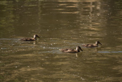  SEO/BirdLife organiza tres rutas en Cantabria para celebrar el Día Mundial de los Humedales
