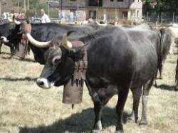 Sodercan y El Dorado mexicano 