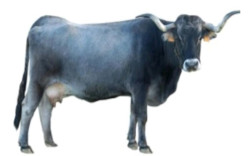 Tabuenca! Por Pedro Arce