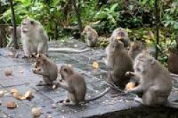 Teor&iacute;a del Cent&eacute;simo Mono.   Germ&aacute;n Gorraiz-Analista