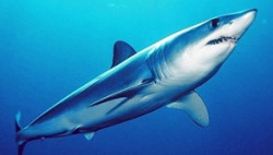 Tiburones del Cant&aacute;brico