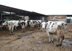 Torrelavega celebra el s&aacute;bado el concurso de vacuno fris&oacute;n y una feria de sabores de Cantabria