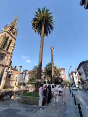  Torrelavega licita en 122.000 euros el mantenimiento integral de 42 palmeras afectadas por el picudo rojo