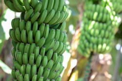 Un almid&oacute;n presente en el pl&aacute;tano, avena, pasta o guisantes puede prevenir la aparici&oacute;n del c&aacute;ncer