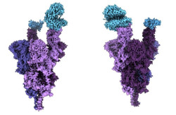 Un estudio aporta nuevos conocimientos sobre la respuesta de los anticuerpos a las variantes de &oacute;micron