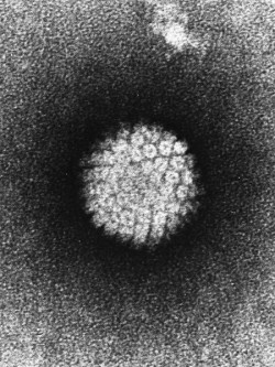 Un estudio descubre c&oacute;mo se podr&iacute;a utilizar la inmunoterapia para tratar el c&aacute;ncer de cabeza y cuello por VPH