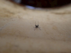 Un estudio revela que una mayor urbanizaci&oacute;n mundial aumentar&aacute; los mosquitos transmisores de infecciones