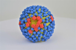 Un f&aacute;rmaco que imita virus ayuda al sistema inmunol&oacute;gico a atacar las c&eacute;lulas cancerosas