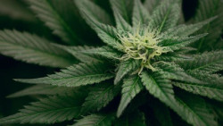Un f&aacute;rmaco se muestra prometedor para tratar la adicci&oacute;n al cannabis, seg&uacute;n un estudio