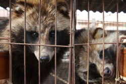 Un nuevo estudio apunta a los perros mapache y otros mam&iacute;feros como posible causa del Covid-19