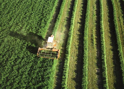 Un nuevo estudio revela que el uso de antibi&oacute;ticos en cultivos est&aacute; m&aacute;s extendido de lo que se pensaba