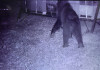  Un oso se da una panzada de miel a costa de los colmenas de los vecinos en Campoo de Ebro
