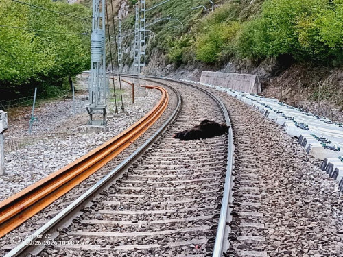 Un tren mercanc&iacute;as arrolla a una osa parda  en Campoo de Enmedio